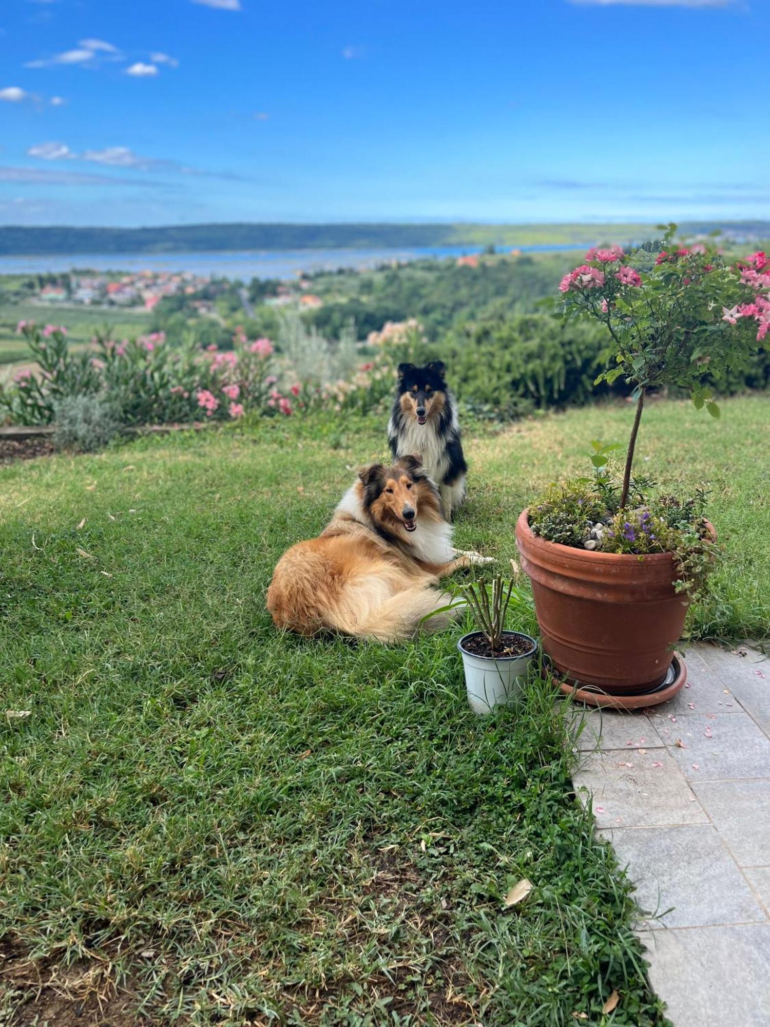 Apartmán Sea View Olive Retreat Portorož Exteriér fotografie